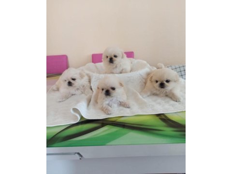 İmperial pekinez bebekler
