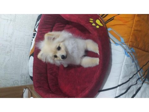 4 aylık dişi pomeranian