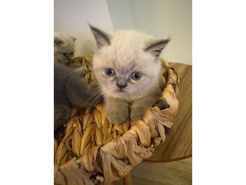 Blue point british shorthair