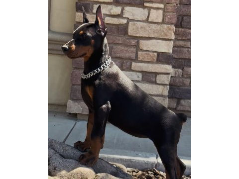 Reklama ihtiyacı olmayan doberman yavrular (estetikli)