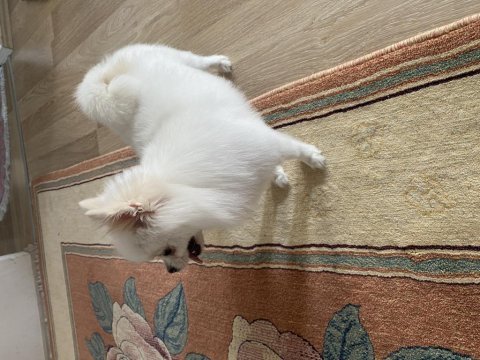 2 yaşında dişi pomeranian