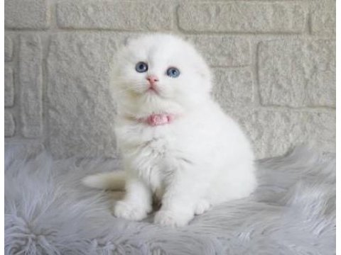 Irk ve sağlık garantili scottish fold
