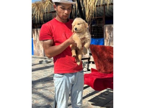 Golden retriever gerçek orjinal bebekler