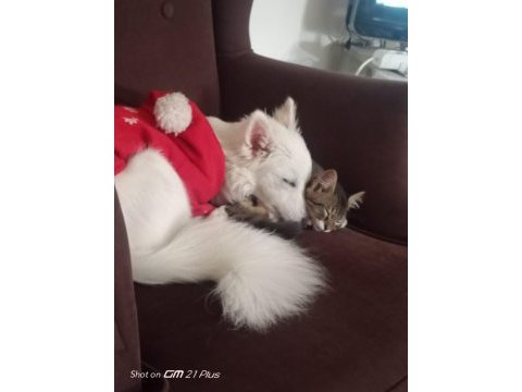 Pomeranian japon spitz kardeşler