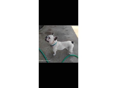 Sıfır burun ve sıfır kuyruk french bulldog