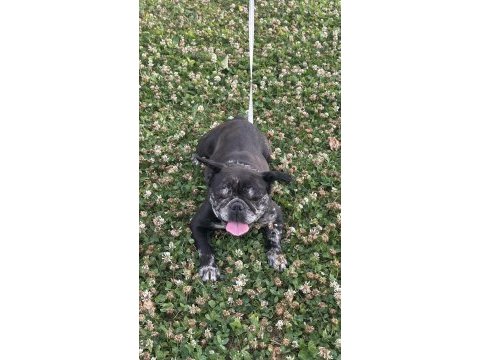 6 aylık ve 3 yaşında dişi french bulldog