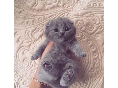 Scottish fold yavrularımız evinizin neşesi olacaktır