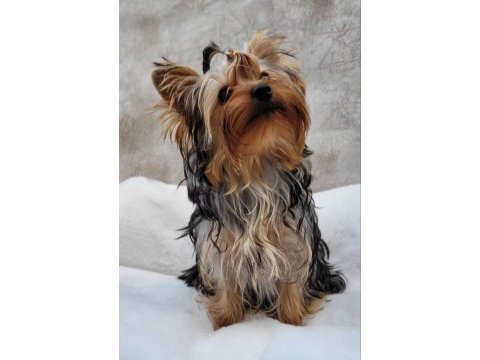 Yorki yavrular