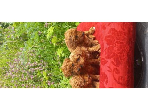Bal böcekleri poodle köpekler