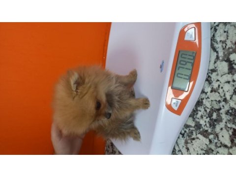 Irk garantılı tea cup pomeranian