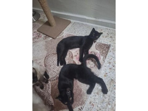 Sevimli yavru kedilere yuva arıyoruz