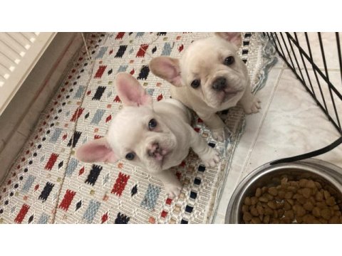 2 aylık lilac tan platinum erkek mavi göz french bulldog