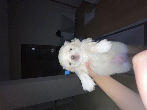 Kendi pekinez kızımın ilk doğumu