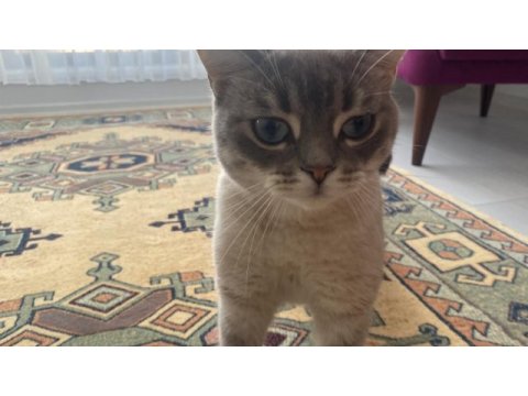 Acil kısırlaştırılmış erkek british shorthair kırması