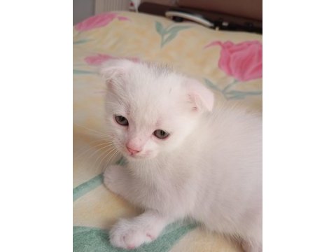 Yavru scottish fold kedilerimiz