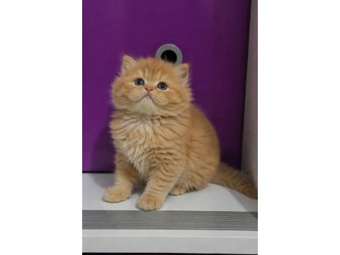 Red british longhair safkan yavrumuz