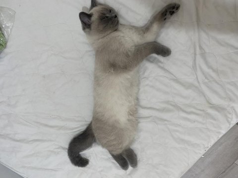 Bluepoint yavrumu sahiplendiriyorum british shorthair