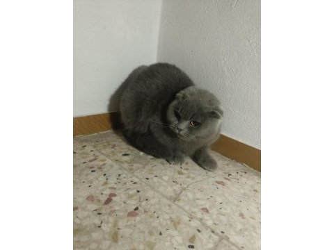 Ücretsiz sahiplendirilecek scottish fold kedimiz