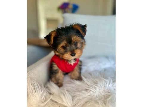 Teacup ve 0 numara yorkshire terrier