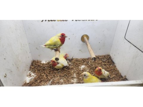 5 adet lutino parrot finch