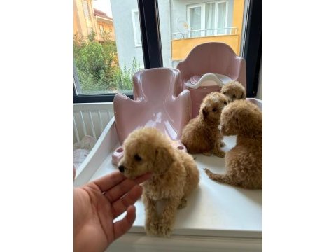 Kilo garantili toypoodle yavrular 