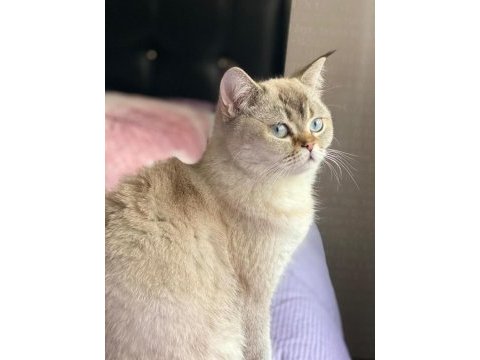 British shorthair kedisi
