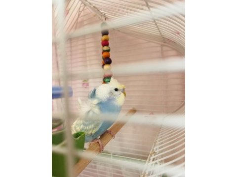 Japanese hogoromo cins muhabbet kuşu