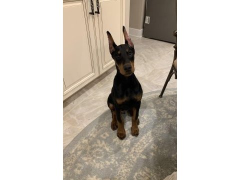 Mermi gibimsi doberman