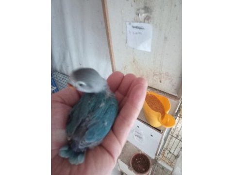 El besleme ve yeni yavru papağanlar