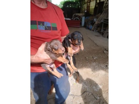 Orjinal doberman yavruları
