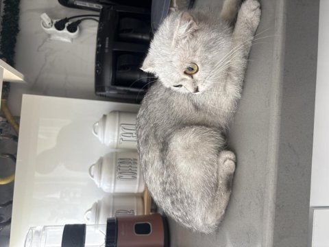 Kedimiz yeni ailesini bekliyor