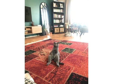 Scottish fold kedisi