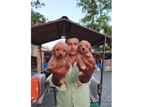 Toy poodle yavrularımız çiftliğimizden