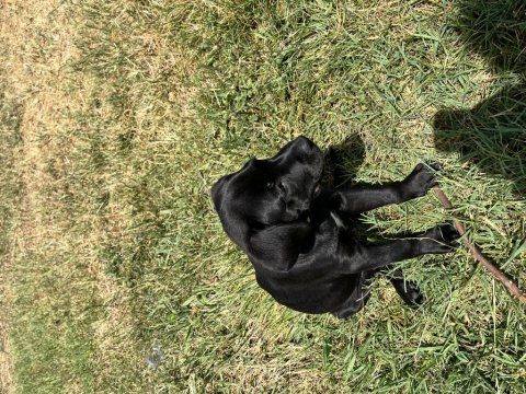 Cane corso yavru