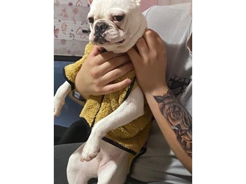 Dişi 7 aylık french bulldog yeni sahibini arıyor