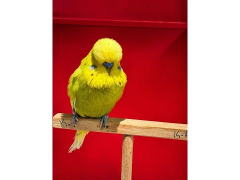 Show jumbo muhabbet kuşu