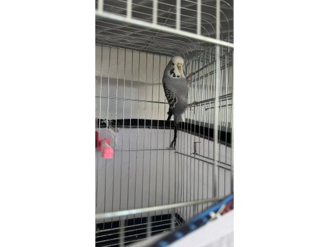 Jumbo muhabbet kuşları takım