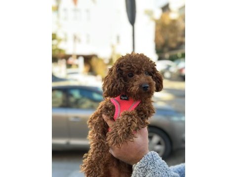 Toy poodle dişi yavrumuz