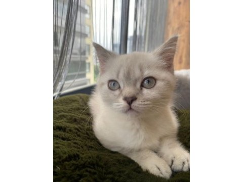 İki british shorthair kedimizi sahiplendirmek istiyoruz