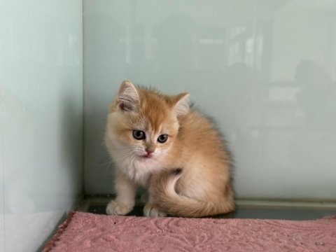 En güzel golden british shorthair ve longhair yavrular