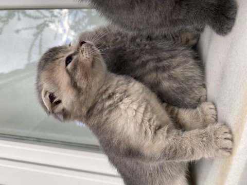 Scottish fold bebekler