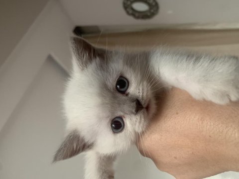 Maviş gözlü scottish fold ve british yavrular