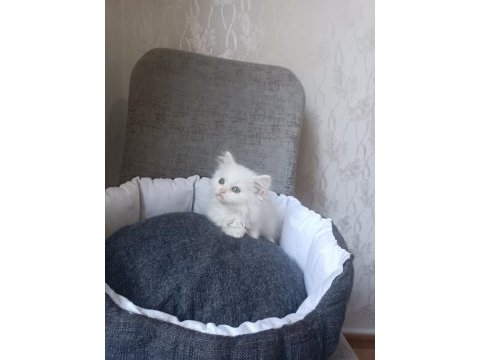 British longhair beyaz ve blue point yavrularımız