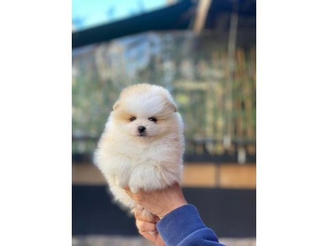 Show kalite teddy surat yavrum yeni yuvasını arıyor