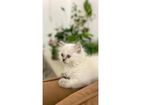 2 aylık british longhair dişi british longhair