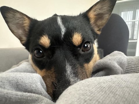 Aşırı oyuncu bebiş köpeğimiz