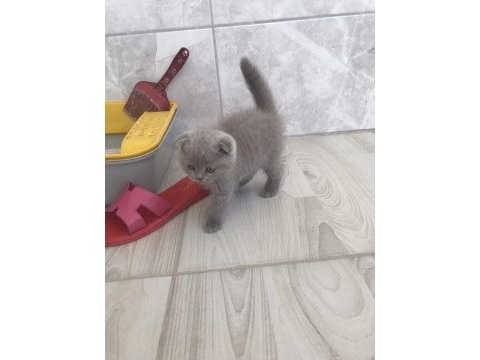 Scottish fold erkek bebek
