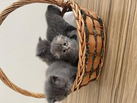 Sağlıklı british longhair