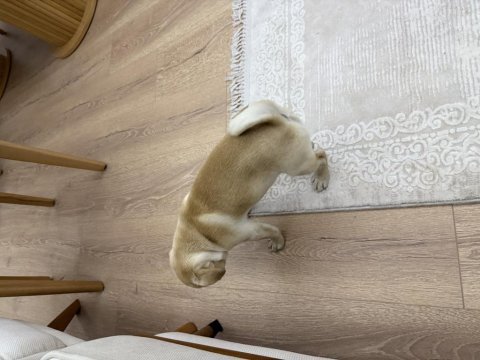 4 aylık aşıları tam dişi pug