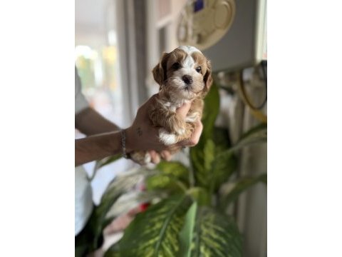 Safkan ırk garantili maltipoo bebeklerim